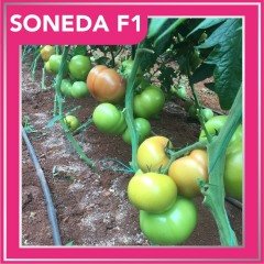 Soneda F1 Pembe Domates Fidesi