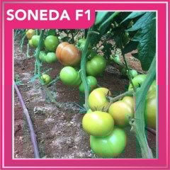 Soneda F1 Pembe Domates Fidesi