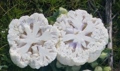 Lukka F1 Karnabahar Fidesi