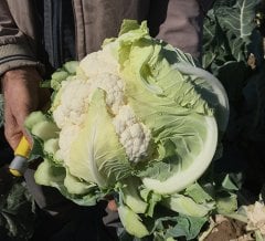 Lukka F1 Karnabahar Fidesi