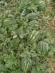 Aşılı Celine F1 Karpuz Fidesi