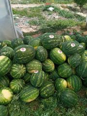 Aşılı Celine F1 Karpuz Fidesi