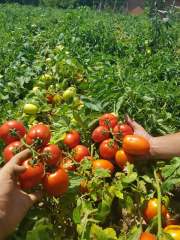 Kamenta F1 Salçalık Domates Fidesi