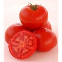 Troy F1 Oturak Domates Fidesi