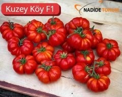 Kuzeyköy F1 Köy Domates Fidesi