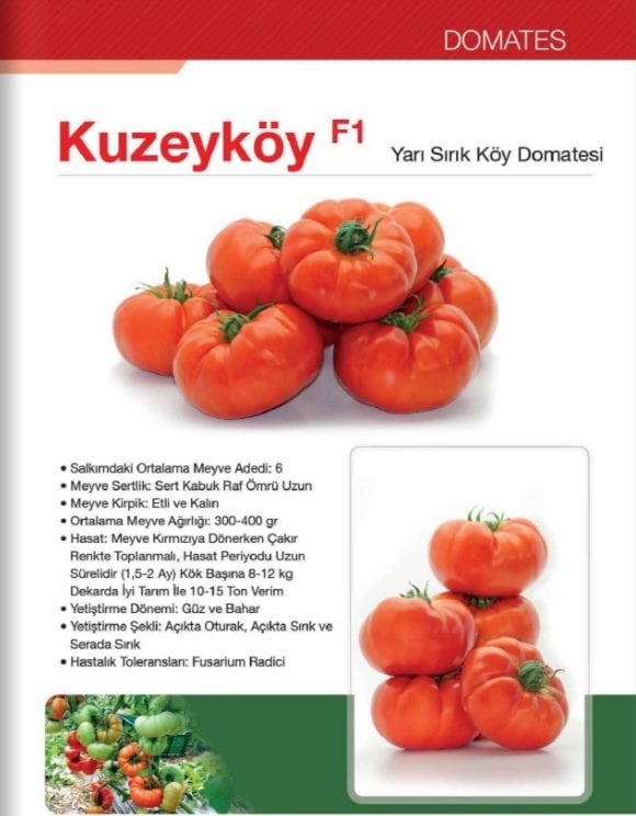 Kuzeyköy F1 Domates Tohumu