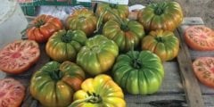 Güneyköy F1 Köy Domates Tohumu