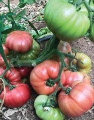 Pembeköy F1 Köy Domates Fidesi