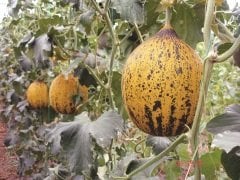 Şükrübey F1 Kavun Fidesi