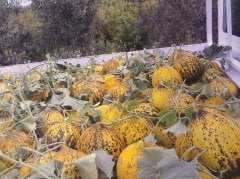 Şükrübey F1 Kavun Fidesi