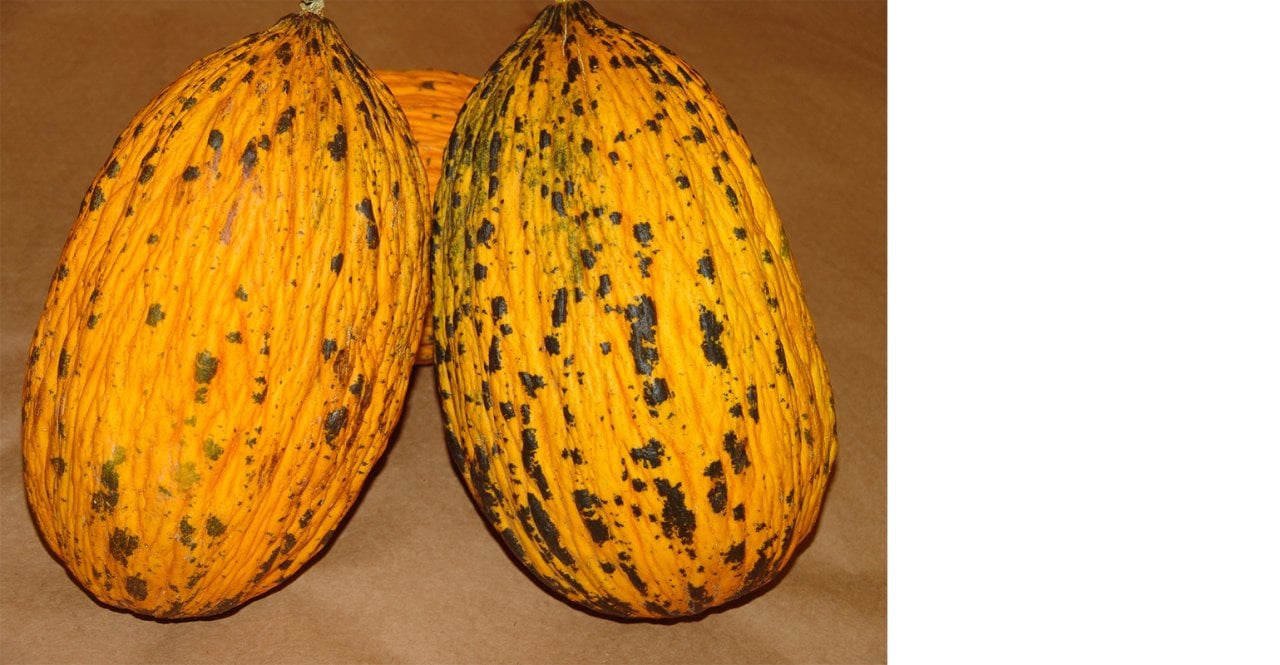 Alibey F1 Kırkağaç Fidesi