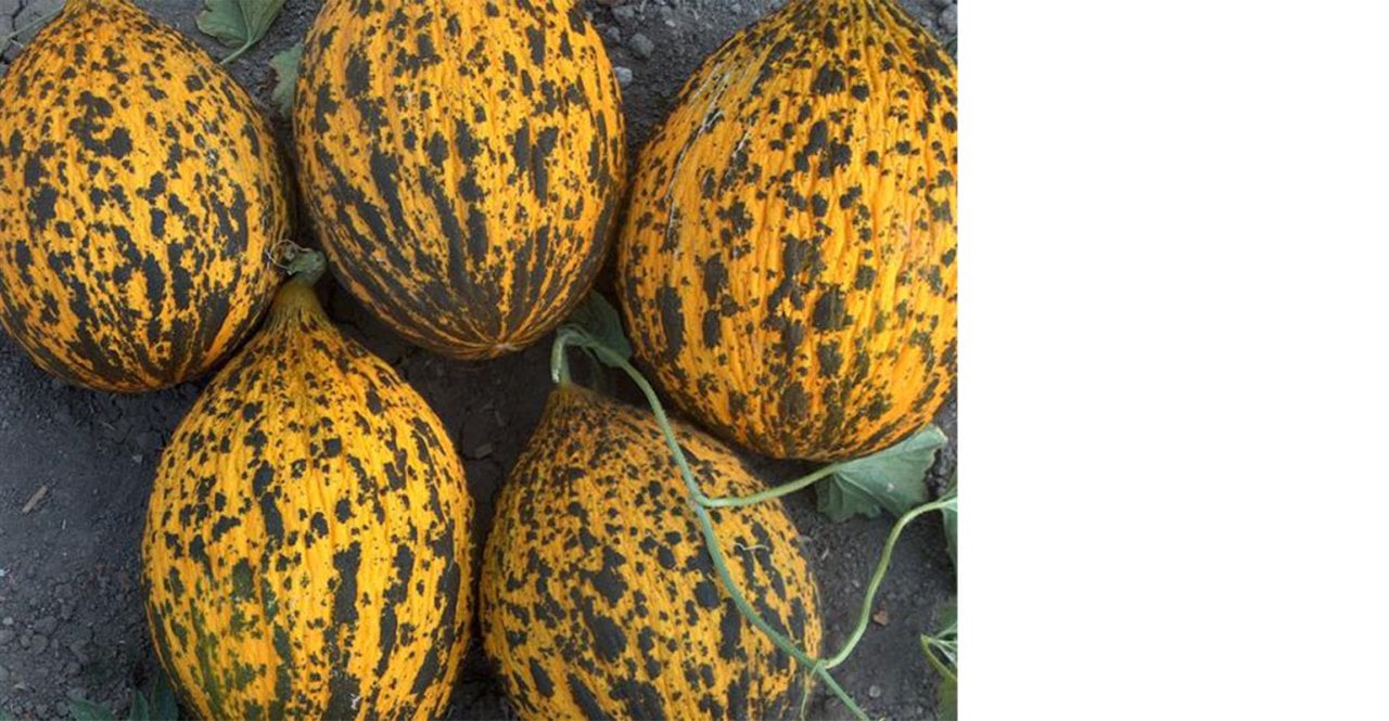 İshakbey F1 Kavun Fidesi