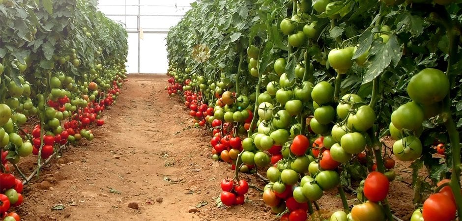 Tayfun F1 Domates Fidesi