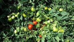 FDR8565 F1 Oturak Domates Fidesi