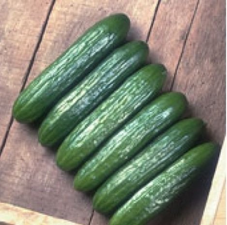 Toros F1 Oturak Hıyar Fidesi