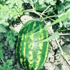 Odipus F1 Uzun Karpuz Fidesi