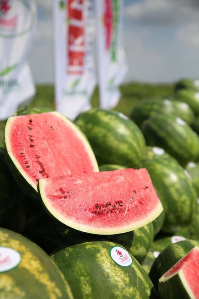 Starbust F1 Ala Karpuz Fidesi