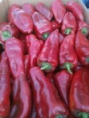 Tonton F1 Kapya Biber Fidesi