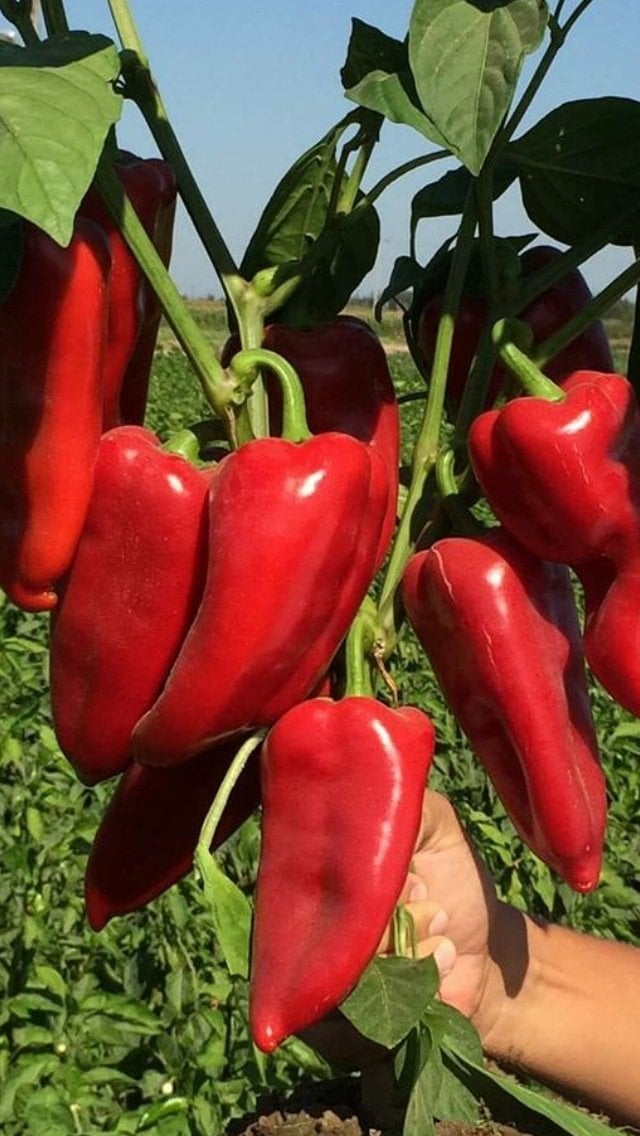 Tonton F1 Kapya Biber Fidesi