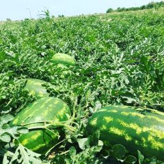 Aşılı Karpuz Fidesi Odipus F1