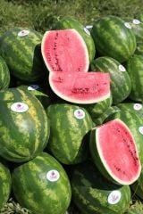 Aşılı Karpuz Fidesi Starbust F1