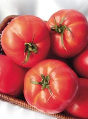 Dual Large F1 Domates Fidesi