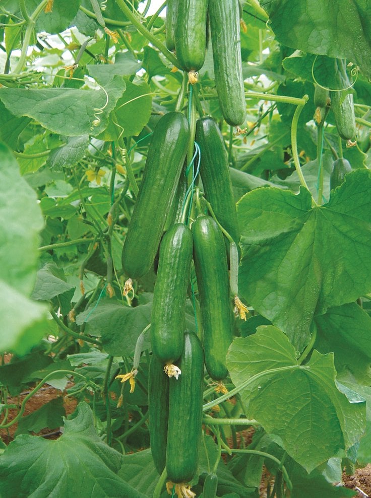 Şampiyon Menderes F1 Sırık Hıyar Fidesi