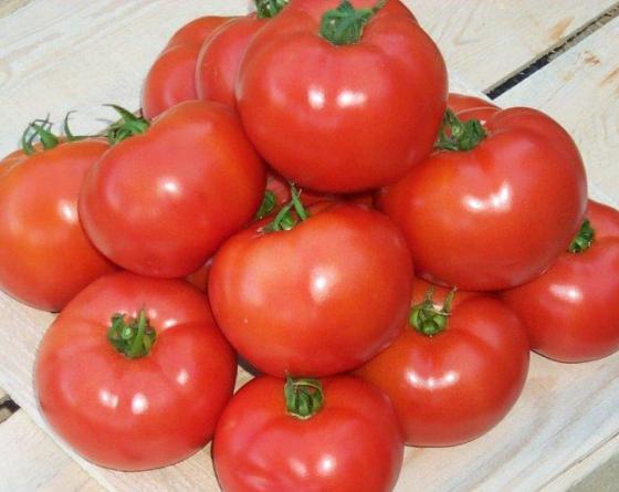 Porsuk F1 Oturak Domates Fidesi