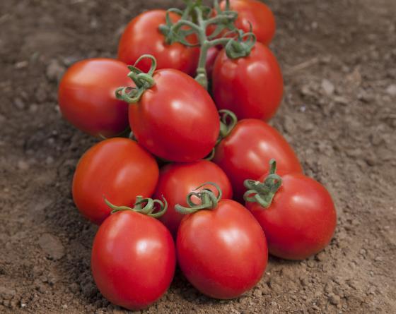 Toro F1 Salçalık Domates Fidesi