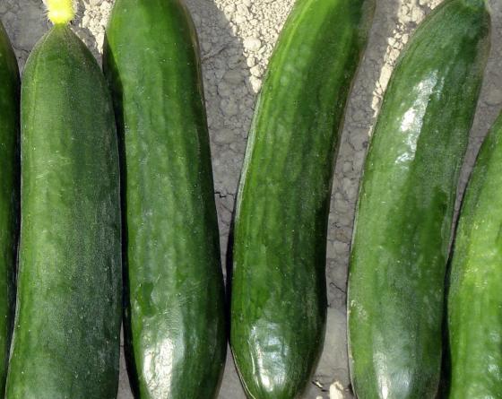 Alator F1 Oturak Hıyar Fidesi