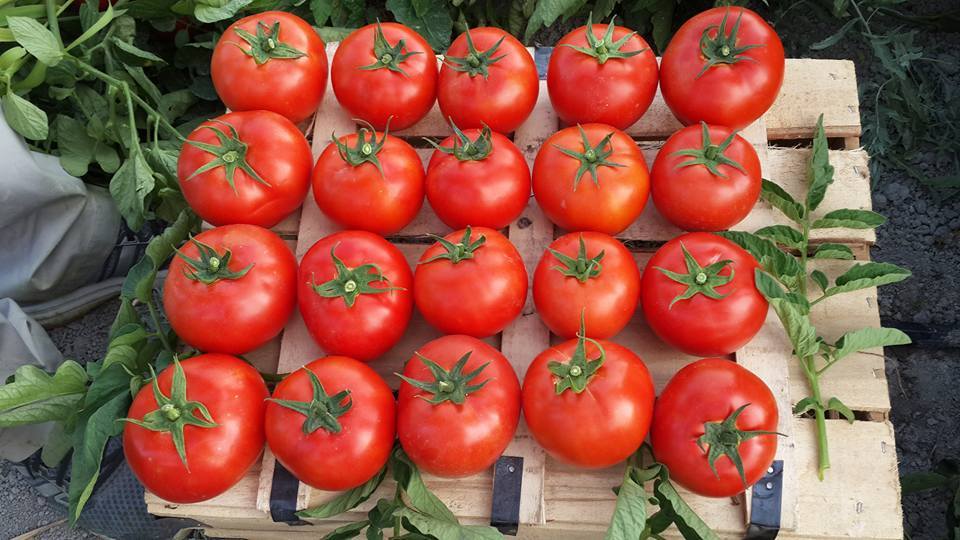 Nergis F1 Oturak Domates Fidesi