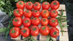 Nergis F1 Oturak Domates Fidesi