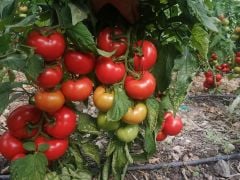 Kuantum F1 Sırık Domates Fidesi