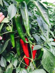 Belissa (35-508) F1 Kapya Biber Fidesi