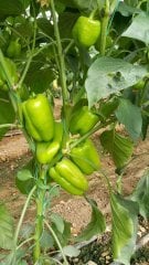 Benino F1 Dolma Biber Fidesi