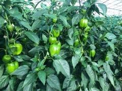 Doddo Rz F1 Dolma Biber Fidesi