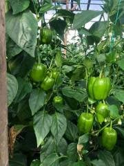 Doddo Rz F1 Dolma Biber Fidesi