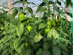 Doddo Rz F1 Dolma Biber Fidesi