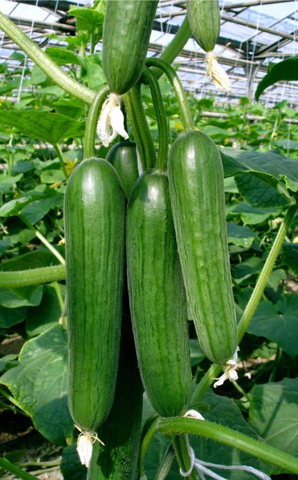 Multistar(22-32) RZ F1 Hıyar Fidesi