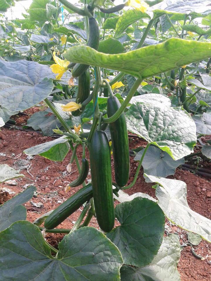 Bellastar RZ F1 Hıyar Fidesi