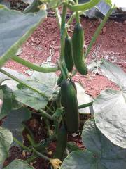 Bellastar RZ F1 Hıyar Fidesi