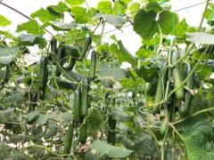 Princestar RZ F1 Hıyar Fidesi