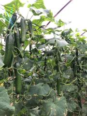 Princestar RZ F1 Hıyar Fidesi