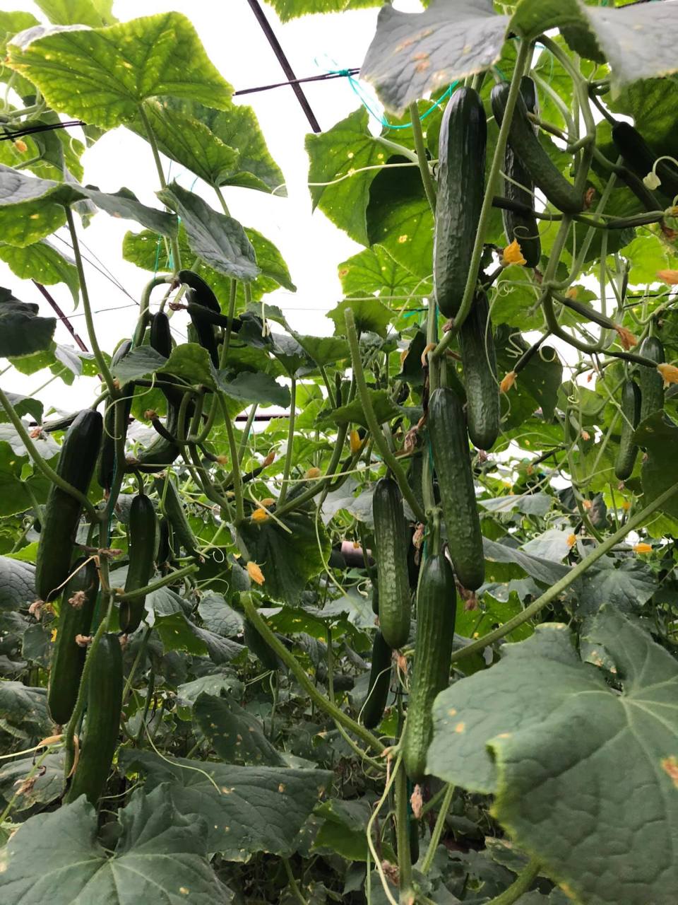 Princestar RZ F1 Hıyar Fidesi