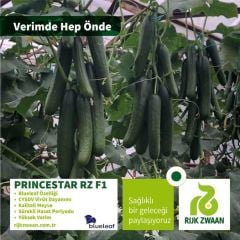 Princestar RZ F1 Hıyar Fidesi