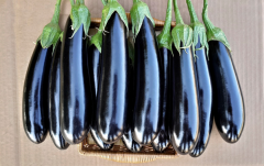 A117 F1 Patlıcan Fidesi