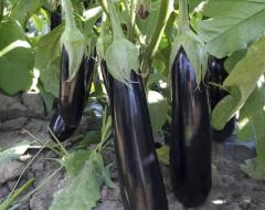 Patlıcan Fidesi A117 F1