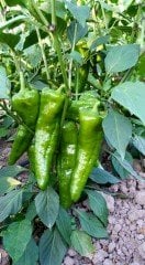 Arena F1 Kapya Biber Fidesi