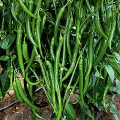 Cömert F1 Sivri Biber Fidesi