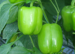 Dilber F1 Dolma Biber Fidesi